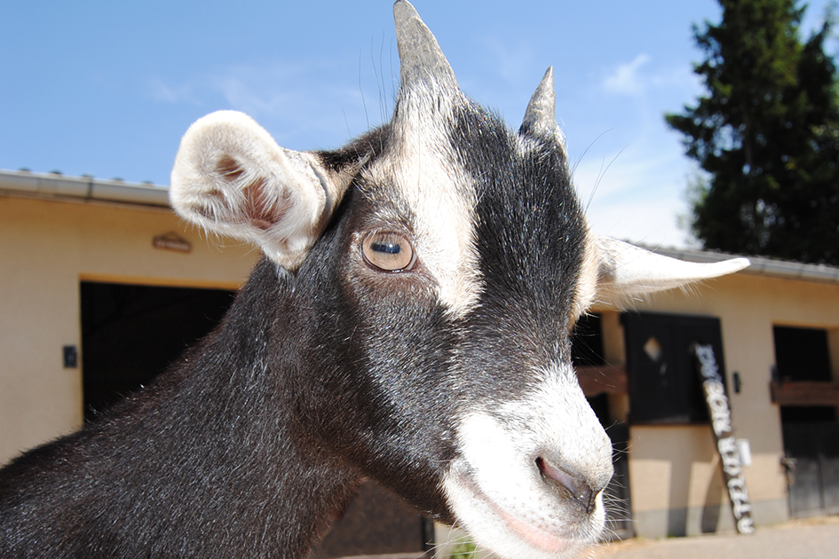 Un chevreau de la ferme pédagogique de Romilly-sur-Seine